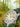 Ratio Quest Men's Field Watch Sapphire Nylon Strap Quartz RTQ011 100M Lewis And Clark Edition